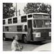 Bus Twee Provinciën 1959